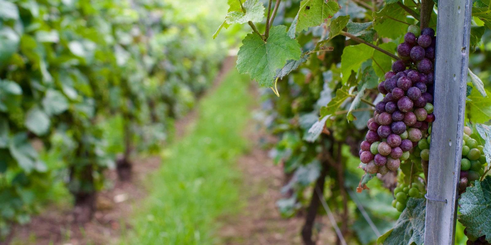 Sciences Sociales et Politiques Publiques