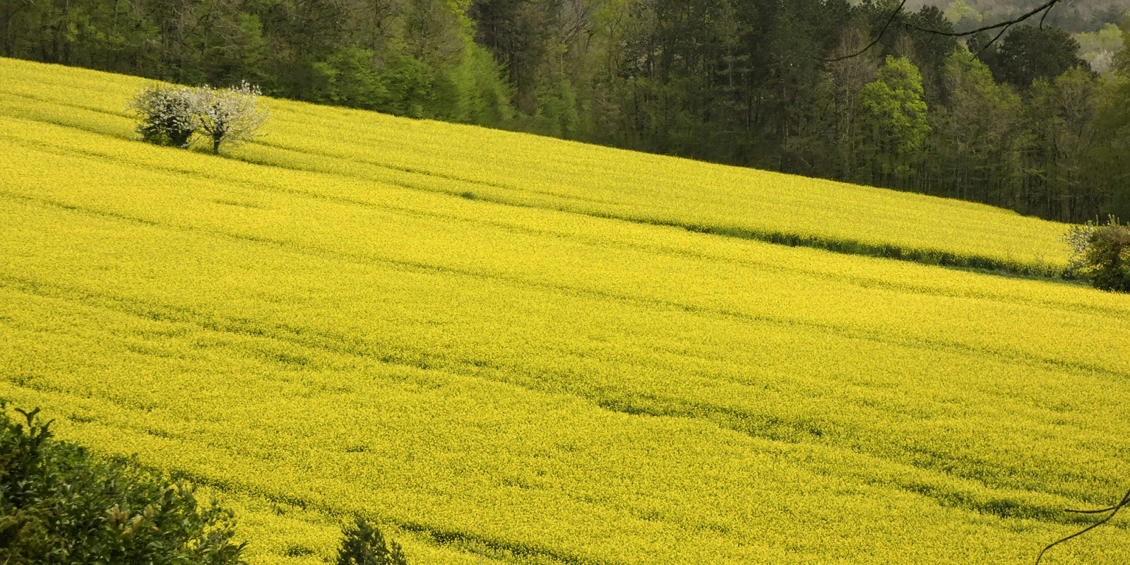 Statistiques et Sciences Sociales : Appliquer les Données aux Études Sociales